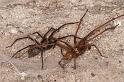 Tegenaria_atrica_D8286_Z_89_Les Gris_Frankrijk